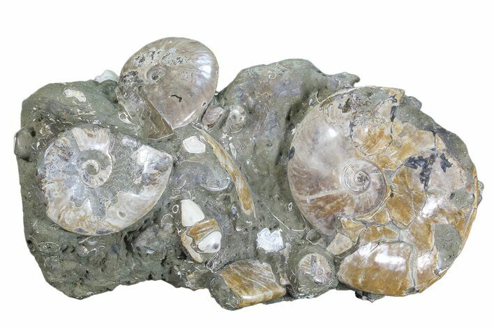 Impressive, Fossil Ammonite Cluster - Madagascar #74850